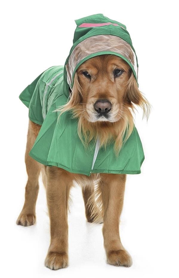 Orta ve Büyük Irk Köpek Yağmurluk - Frog