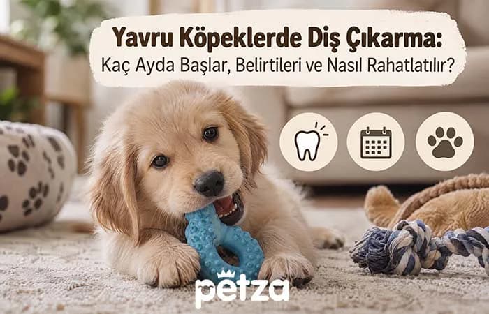 Yavru Köpeklerde Diş Çıkarma