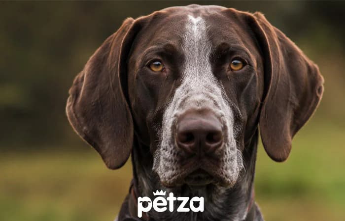 Pointer Köpeği Özellikleri