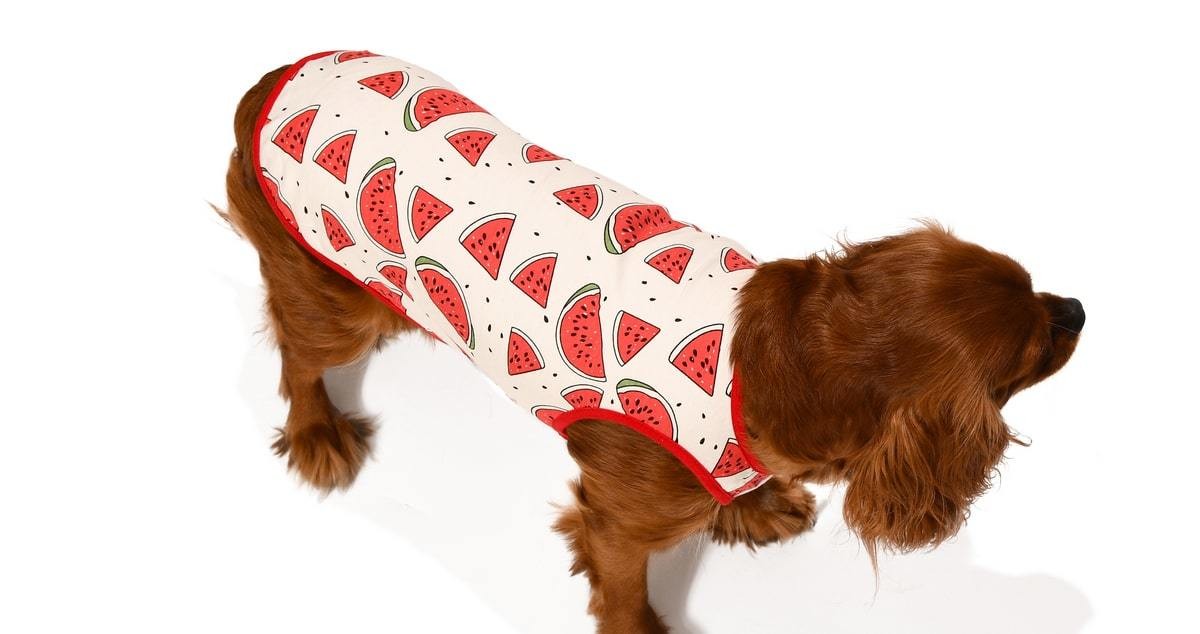 Küçük ve Orta Irk Köpek T-shirt Ovia
