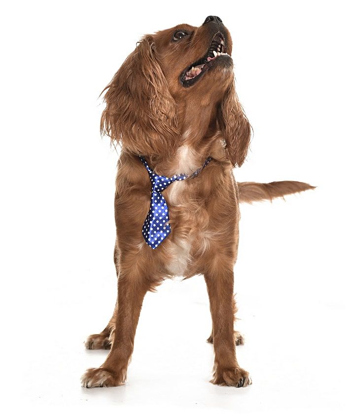 Köpek Kravat / Forn