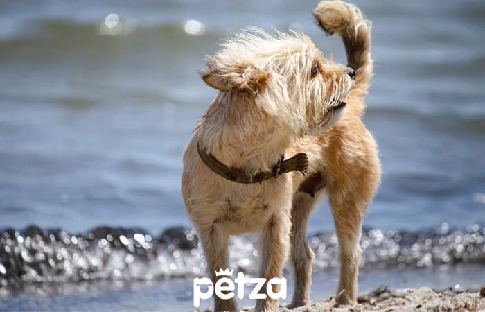 Norfolk Terrier Köpeği Özellikleri