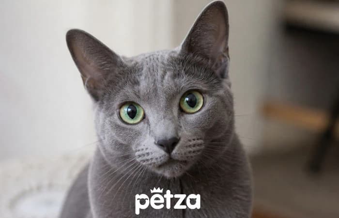 Korat Kedisi Özellikleri