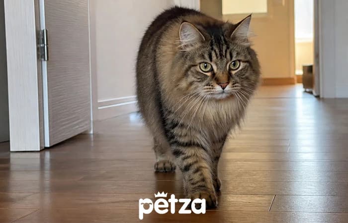 Sibirya Kedisi Özellikleri