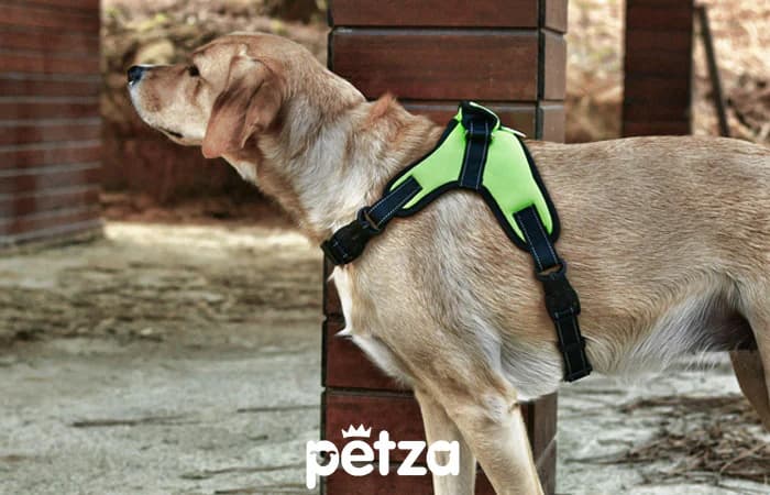 Ratna Köpek Göğüs Tasması Sarı - Petza