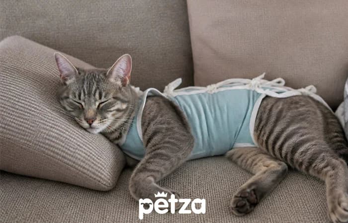 Kedi Kısırlaştırma Nasıl Yapılır?