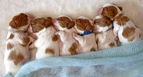 Köpekler Kaç Ayda Doğum Yapar