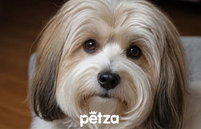 Havanese Köpek Özellikleri