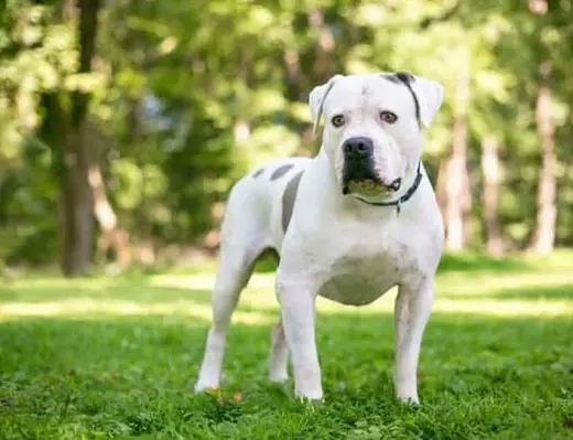 American Bulldog Özellikleri