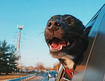 Köpek Araba Yolculuğu