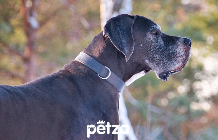 Great Dane (Danua) Özellikleri