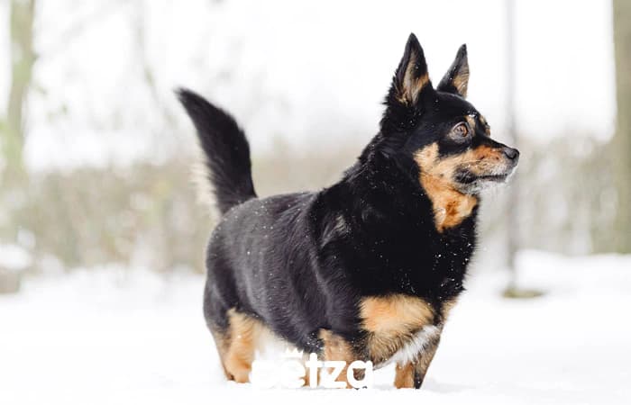 Lancashire Köpeği