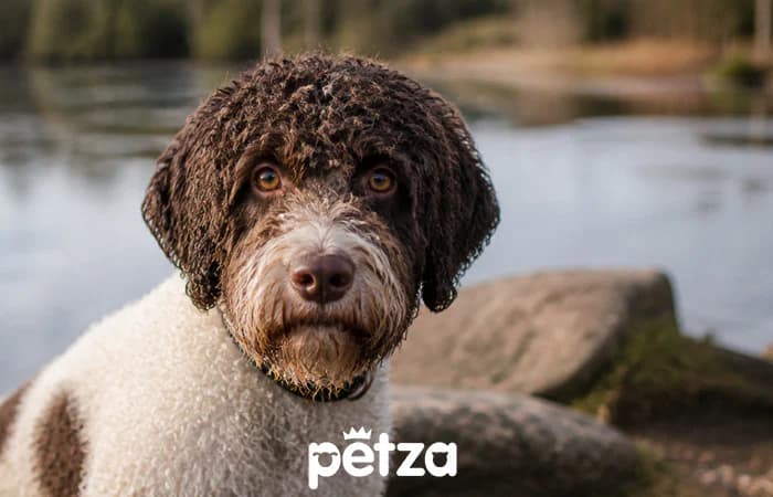 Barbet Köpeği Özellikleri