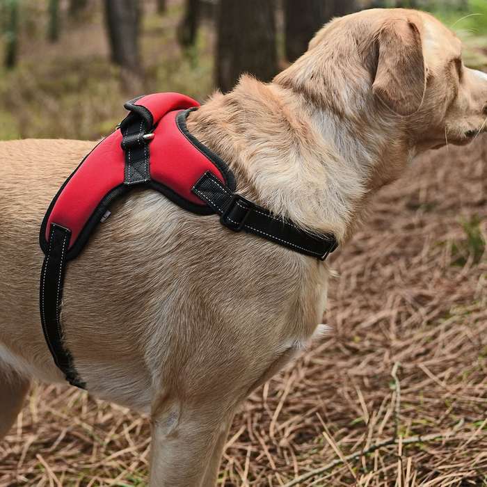 Köpek Göğüs Tasması Ratna Kırmızı