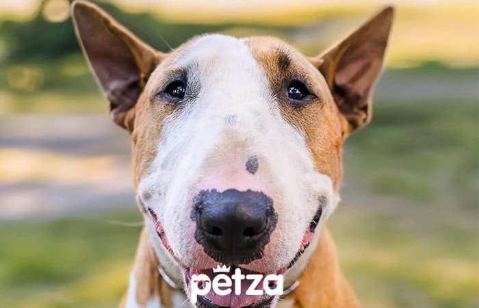 Bull Terrier Köpek Özellikleri