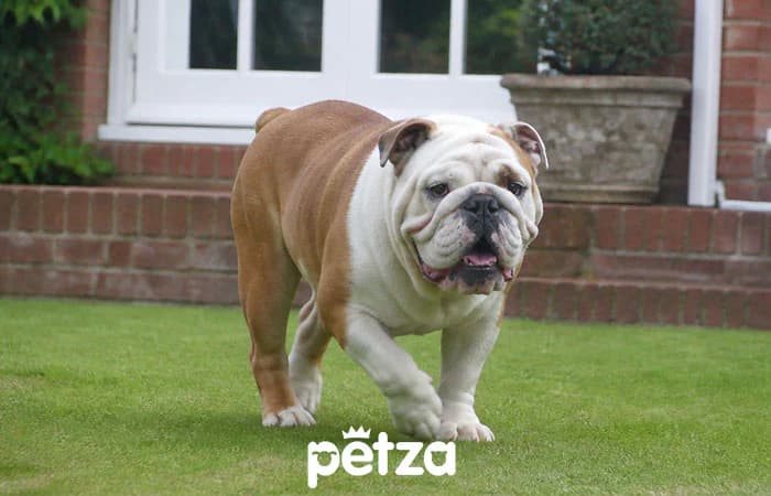 İngiliz Bulldog Köpek