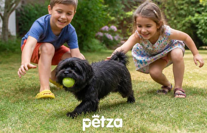 Affenpinscher Köpek Özellikleri