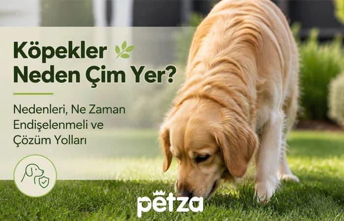 Köpekler Neden Çim yer?