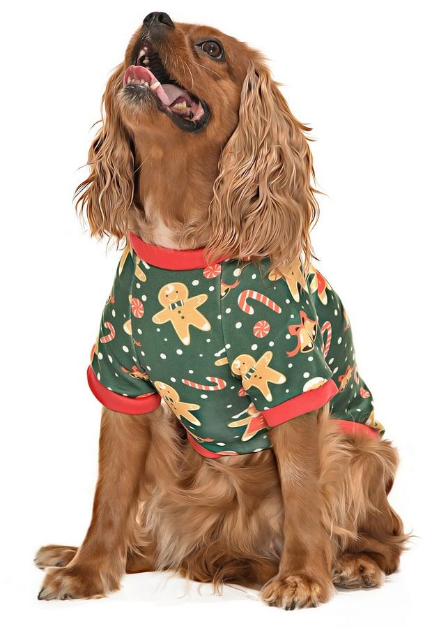 Küçük ve Orta Irk Köpek Sweater - Limba