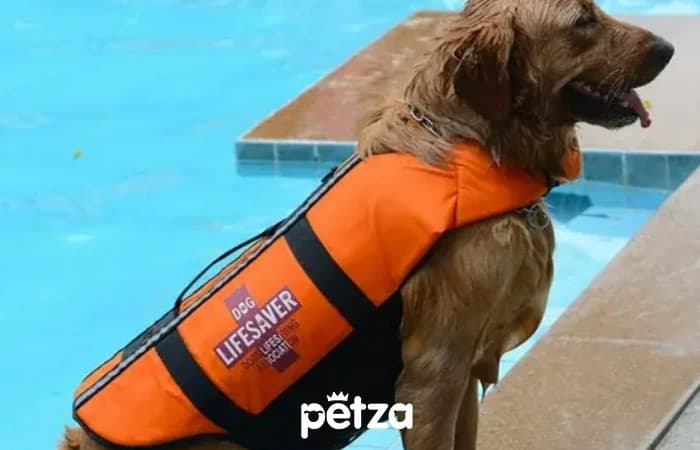 Köpek Can Yeleği Tonder - Petza