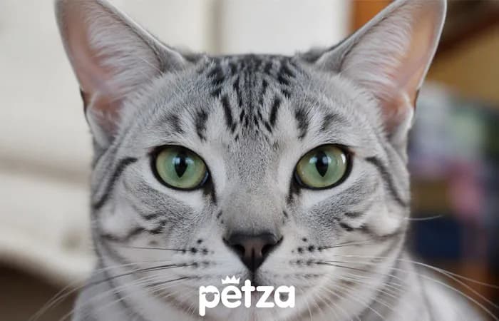 Mısır Mau Kedisi Özellikleri