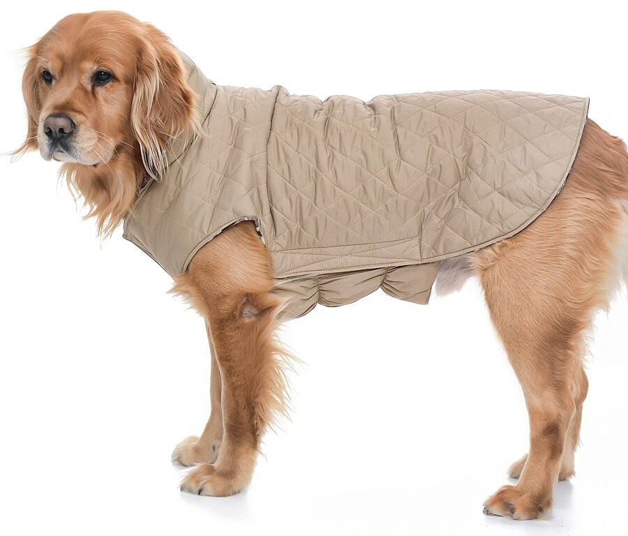 Köpek Büyük Irk Mont Kampe Çift Taraflı Krem