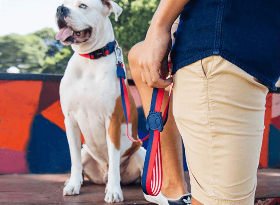 Zee.Dog Cadillac  Köpek Gezdirme Tasması