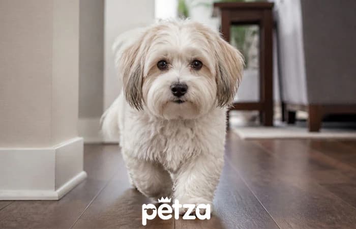 Havanese Köpek Özellikleri