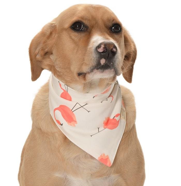 Köpek Bandana / Mei
