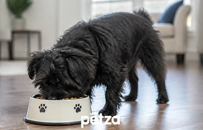 Affenpinscher Köpek Özellikleri