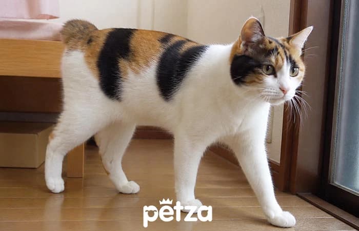 Japon Bobtail Kedisi Özellikleri