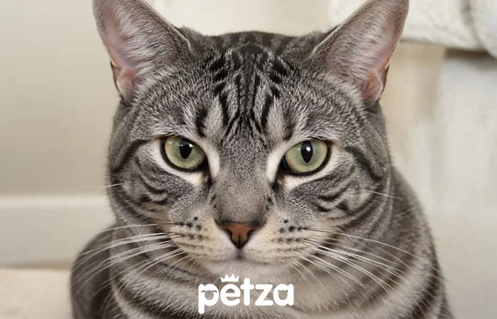 American Shorthair Kedisi Özellikleri