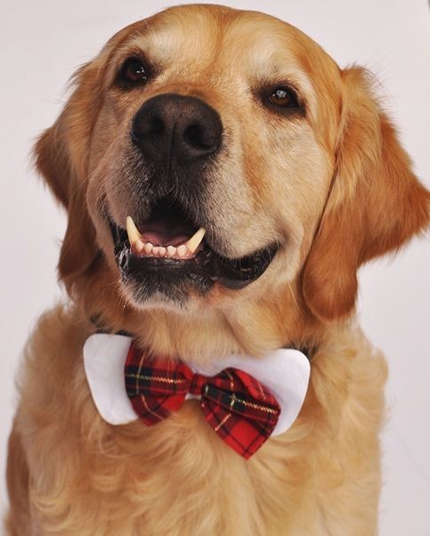 Köpek Papyon / Lastikli