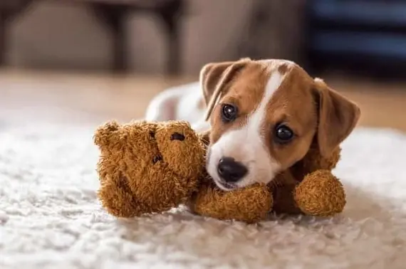 Dişi Köpek İsimleri