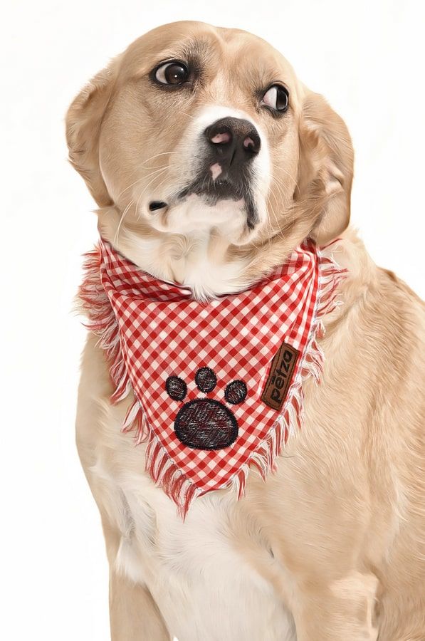 Köpek Bandana / Tore