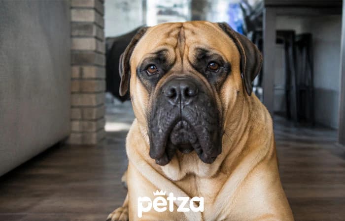 Mastiff (İngiliz Mastiff) Özellikleri