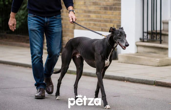 Greyhound Köpek Özellikleri