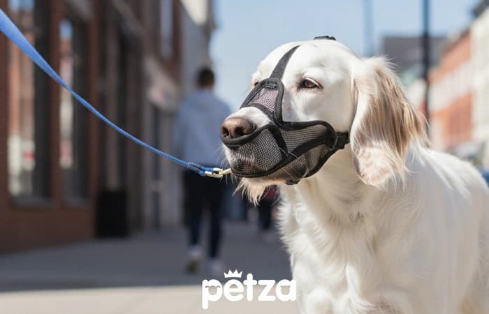Yutu Köpek Ağızlığı - Petza