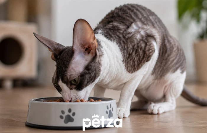 Cornish Rex Kedisi Özellikleri