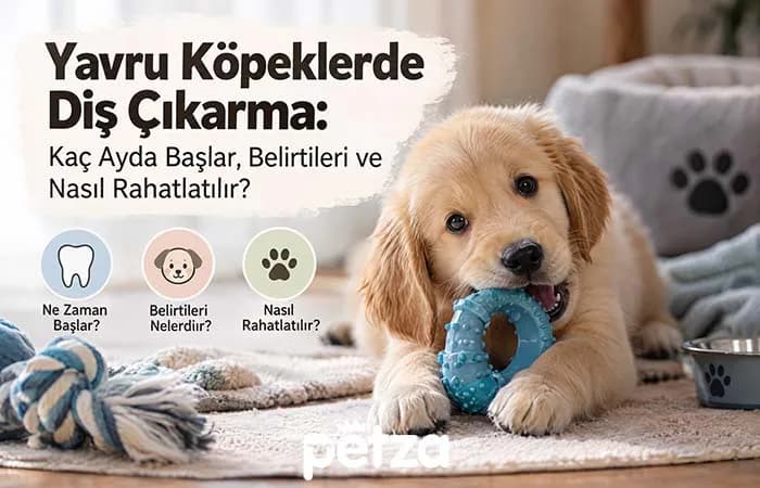 Yavru Köpeklerde Diş Çıkarma