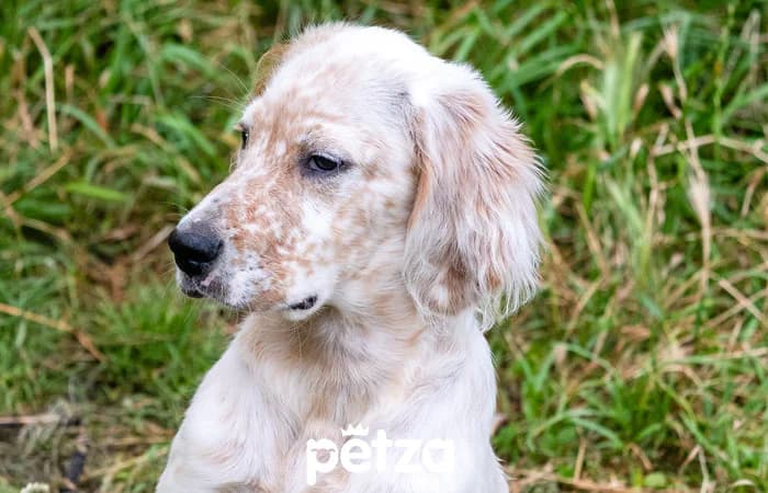 İngiliz Setter Özellikleri