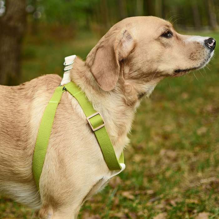 Köpek Göğüs Tasması Dahlia