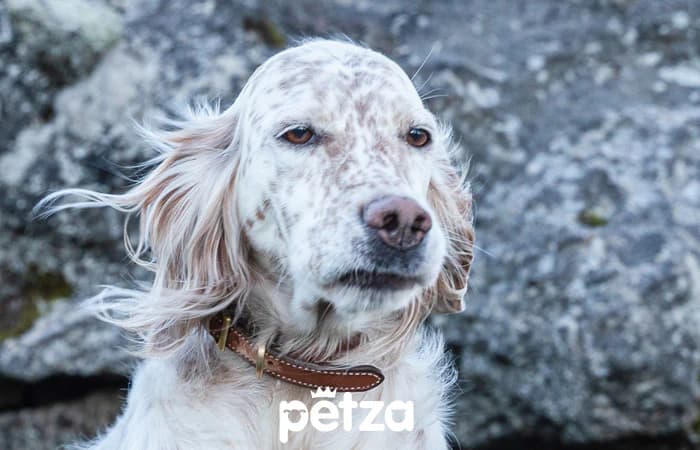 İngiliz Setter Özellikleri