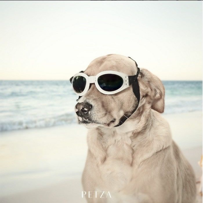 Orta ve Büyük Köpek Güneş Gözlüğü Royna Beyaz