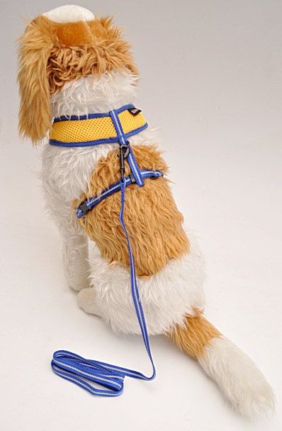 Göğüs Tasması Sarı-Mavi