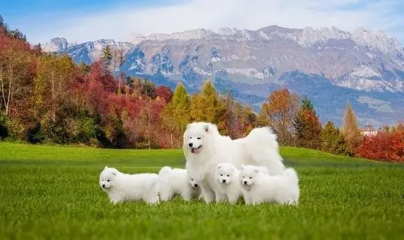 Köpekler Kaç Ayda Doğum Yapar
