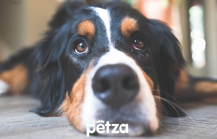 Bernese Mountain Dog Özellikleri