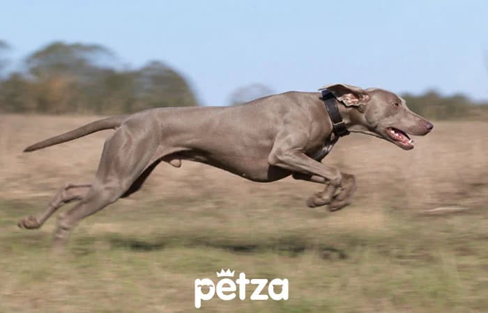 Köpeklerde Kalp Hastalığı