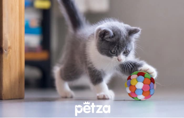 Rainbow Kedi Oyuncağı - Petza