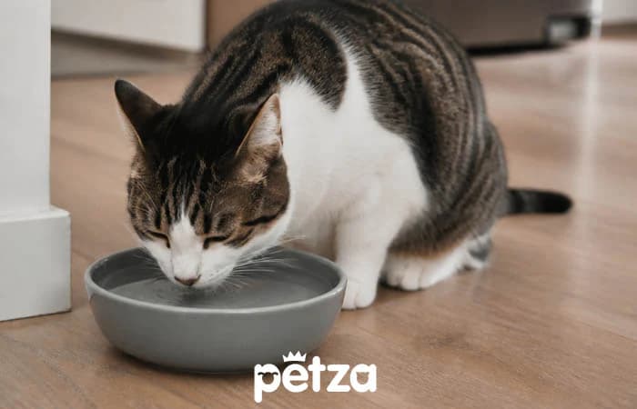 Kedi Ne Kadar Su İçmeli?